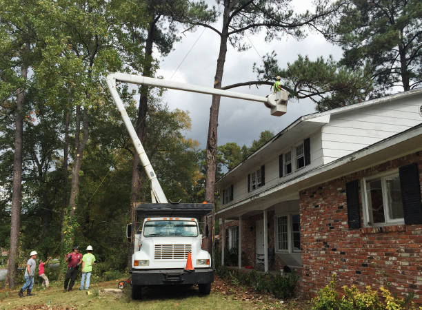 Best Tree Removal  in Orofino, ID