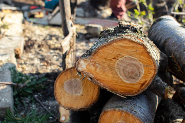 Best Fruit Tree Pruning  in Orofino, ID