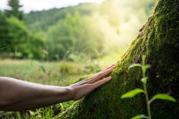 Orofino, ID Tree Services Company